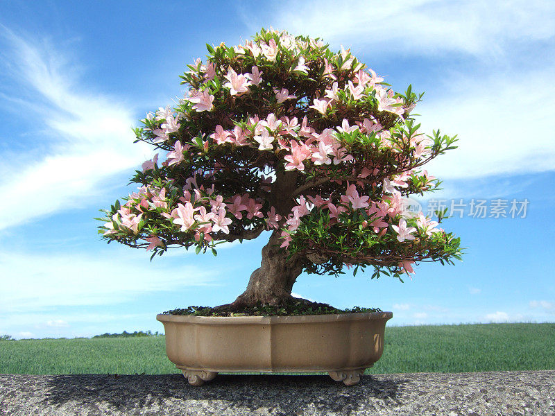 杜鹃花盆景图片，月季品种日光(Rhododendron indicum)
